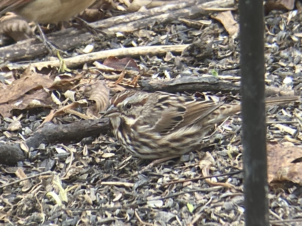 Song Sparrow - ML645953305