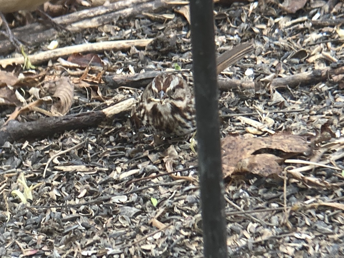 Song Sparrow - ML645953306