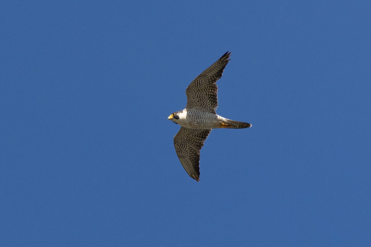 Peregrine Falcon (North American) - ML645953307