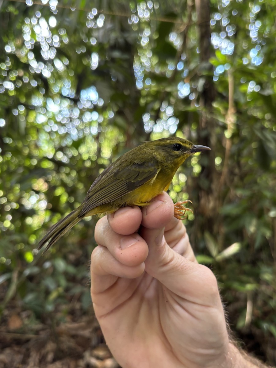 Cuzco Warbler - ML645953316