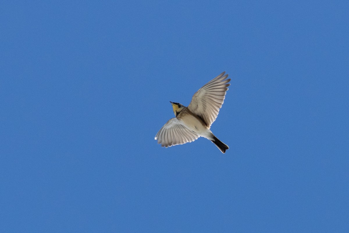 Alondra Cornuda - ML645953317