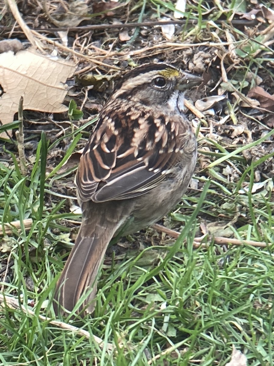 White-throated Sparrow - ML645953318