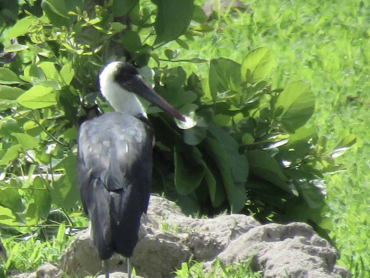 African Woolly-necked Stork - ML645953320