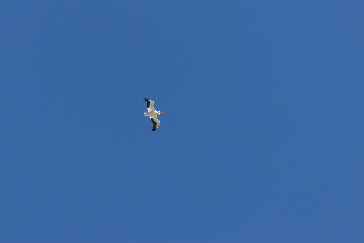 Pélican d'Amérique - ML645953321