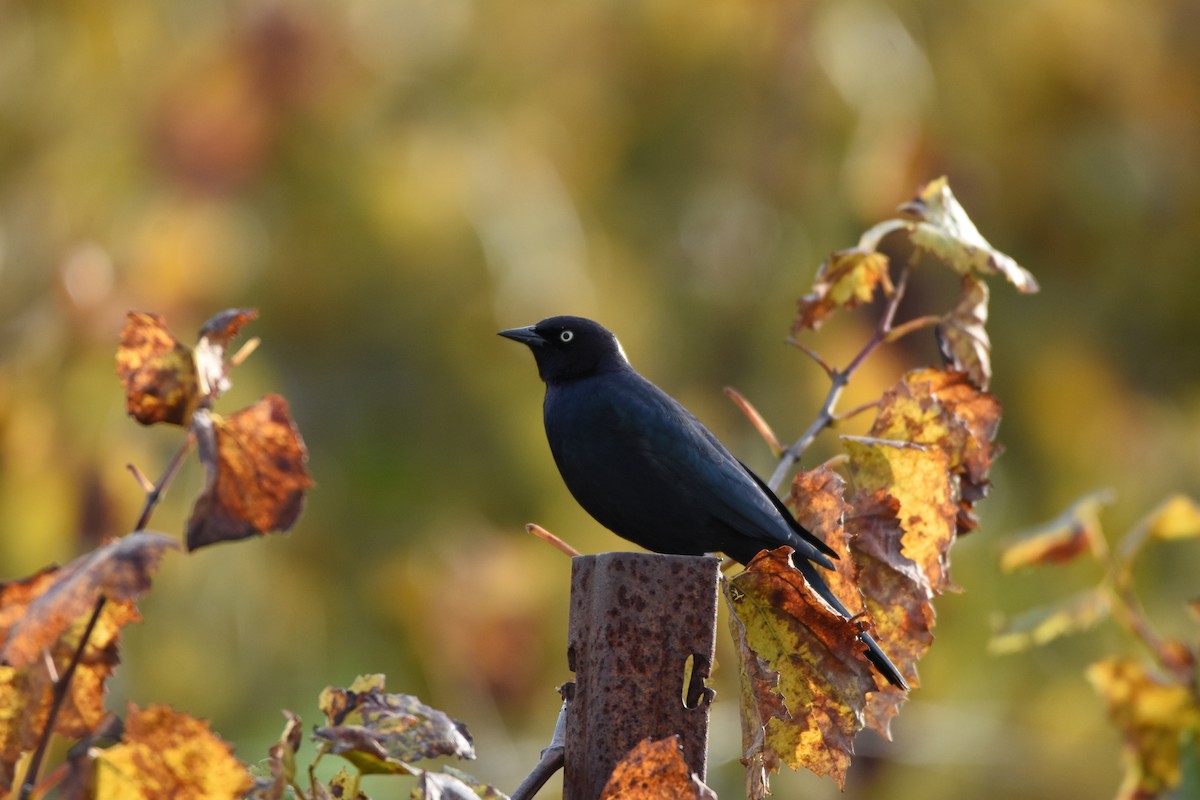 Brewer's Blackbird - ML645953324