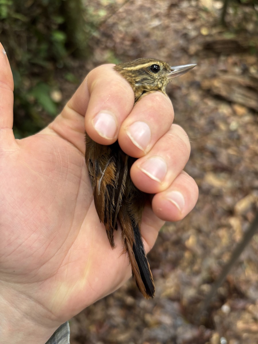Amazonian Plain-Xenops - ML645953325