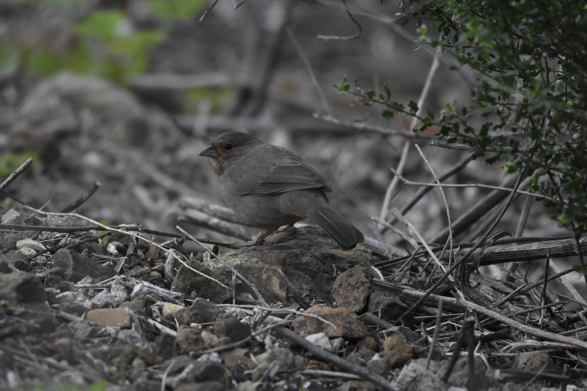 California Towhee - ML645953327