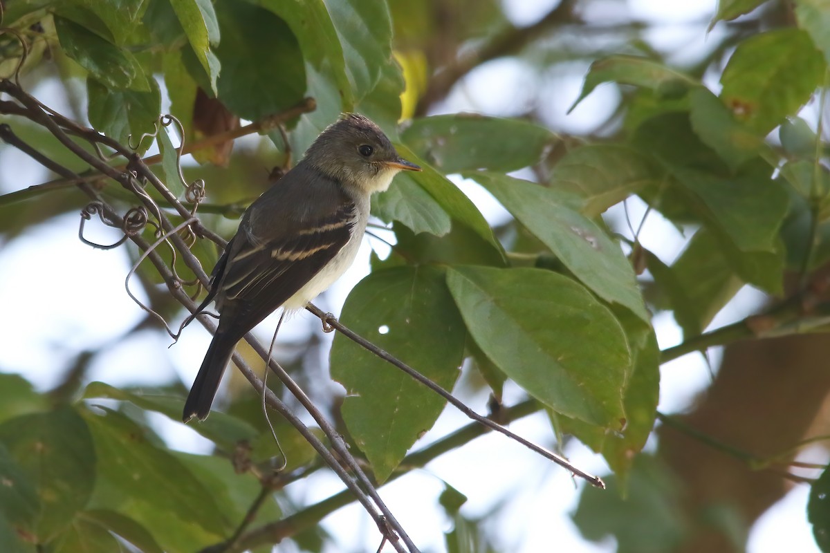 Eastern Wood-Pewee - ML645953331