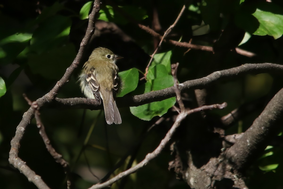 Acadian Flycatcher - ML645953337