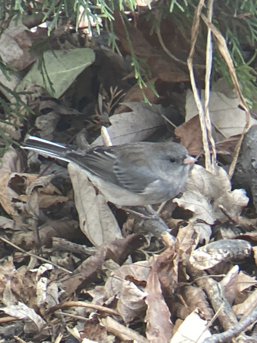 Dark-eyed Junco - ML645953344