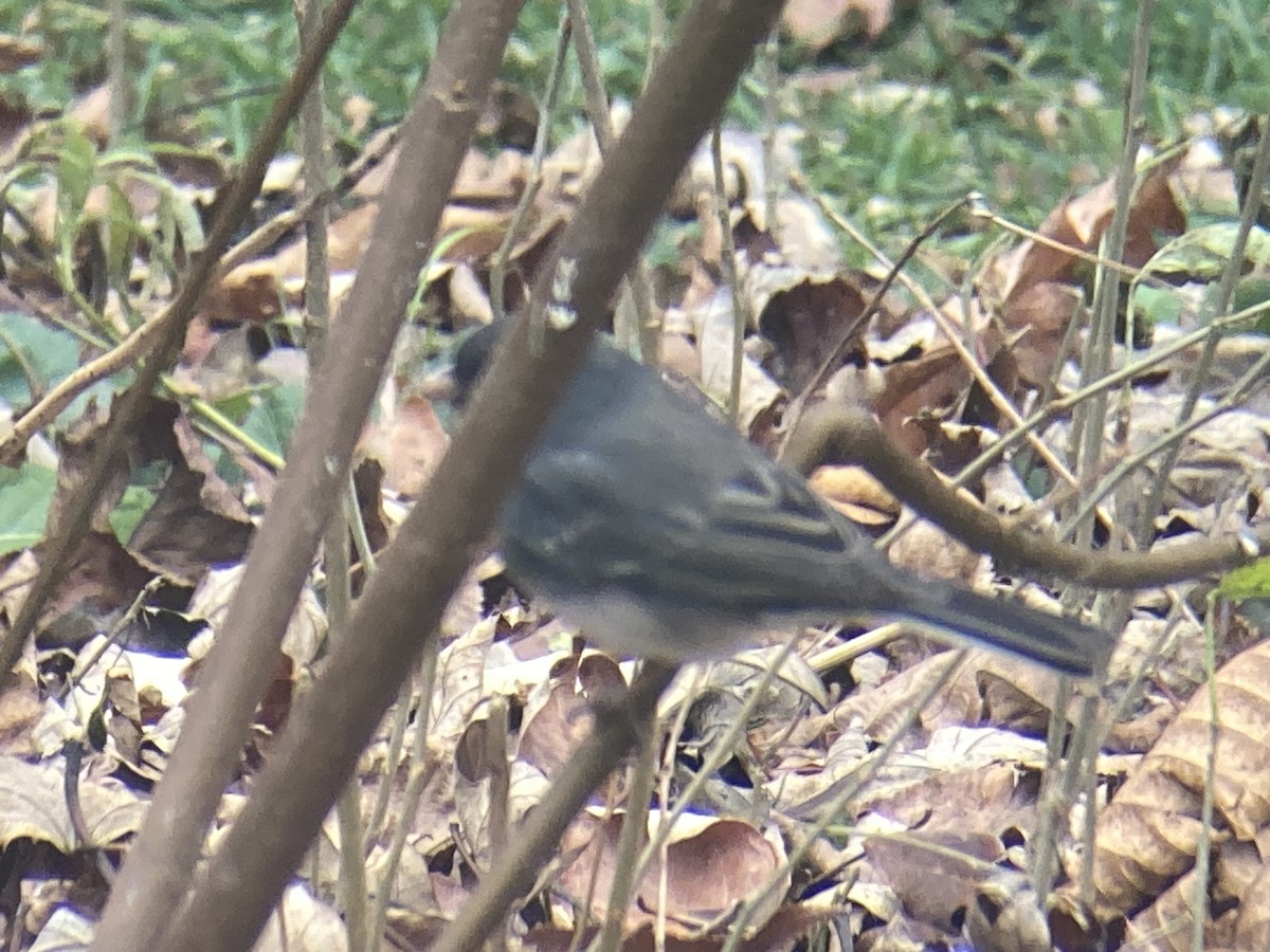 Dark-eyed Junco - ML645953345
