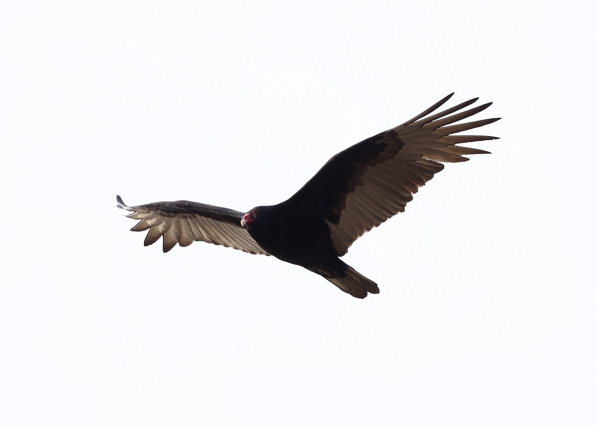 Turkey Vulture - ML645953347