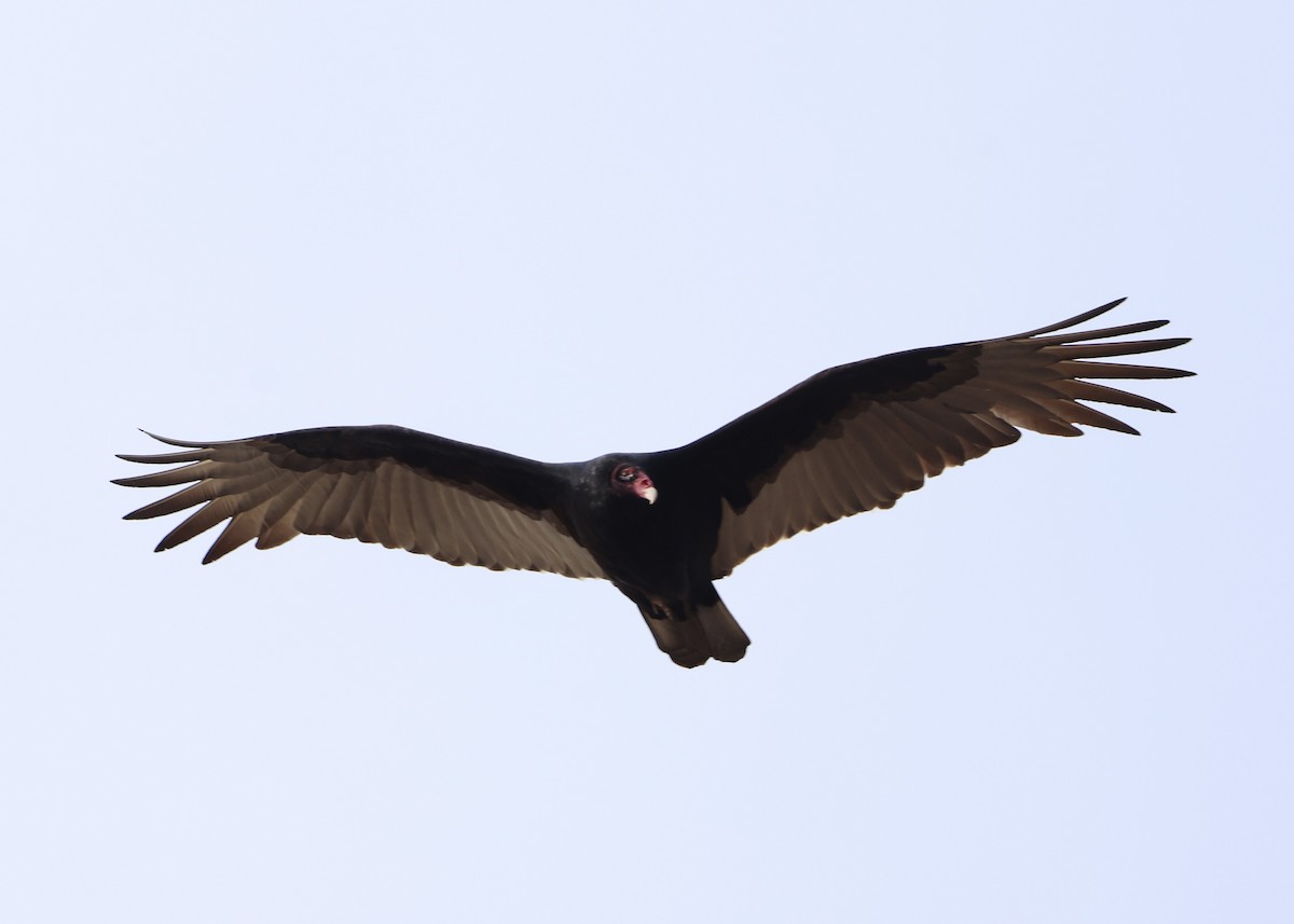 Turkey Vulture - ML645953349