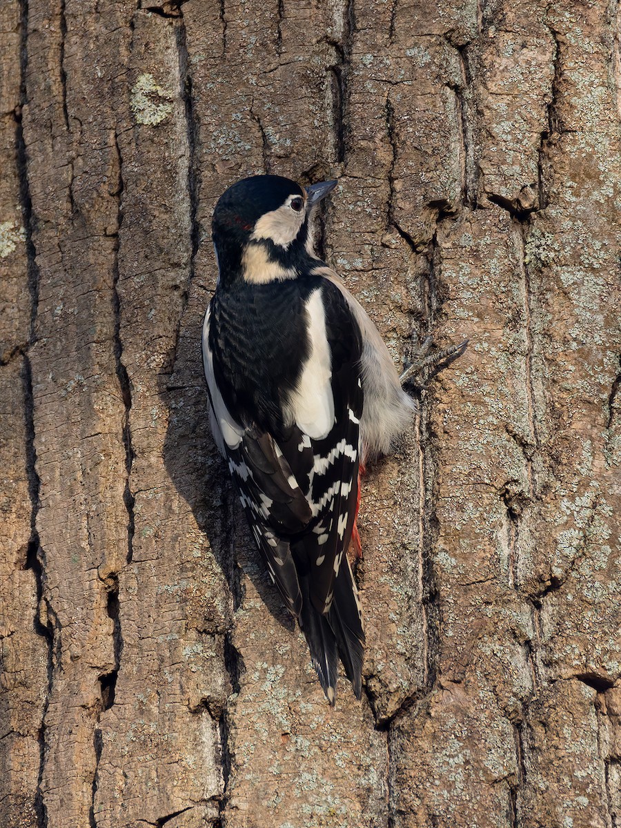 Great Spotted Woodpecker - ML645953350
