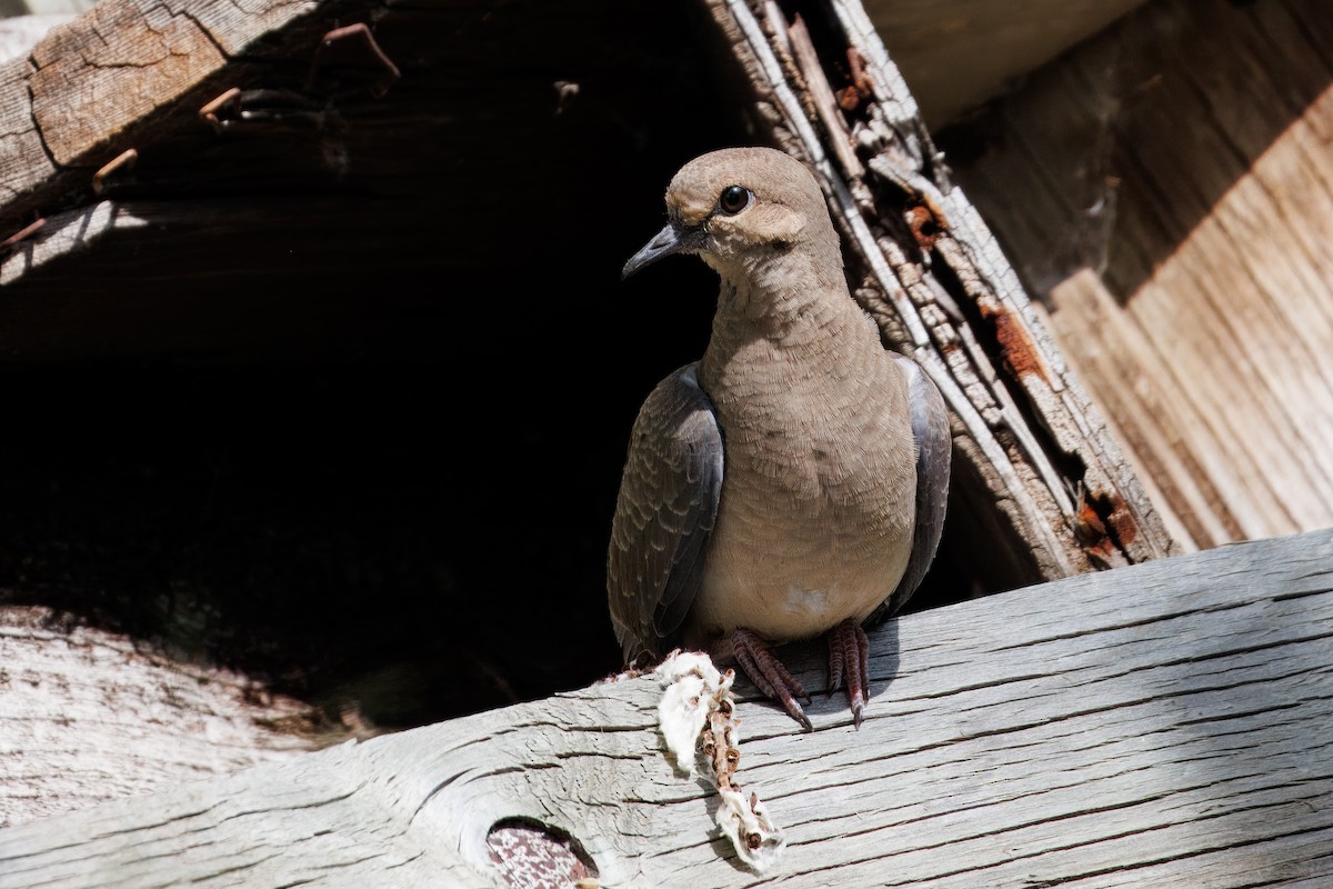Mourning Dove - ML645953359