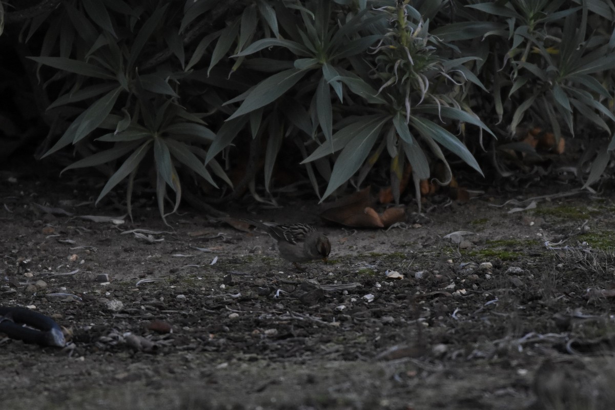 White-crowned Sparrow - ML645953367
