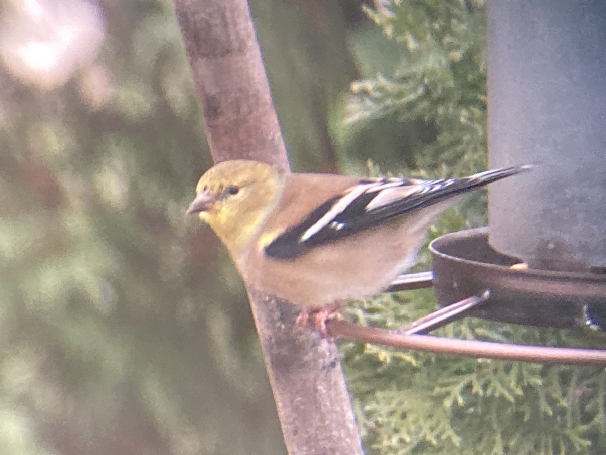 American Goldfinch - ML645953369