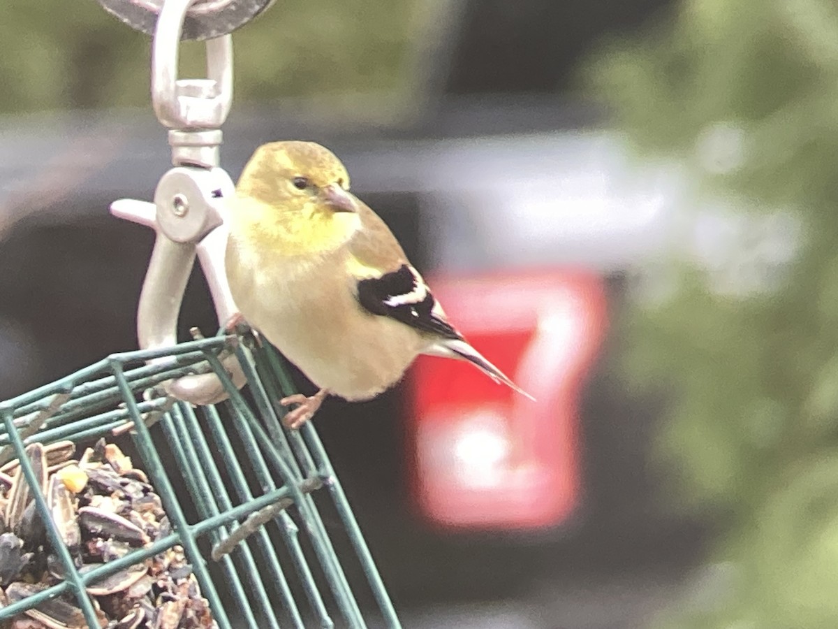 American Goldfinch - ML645953370