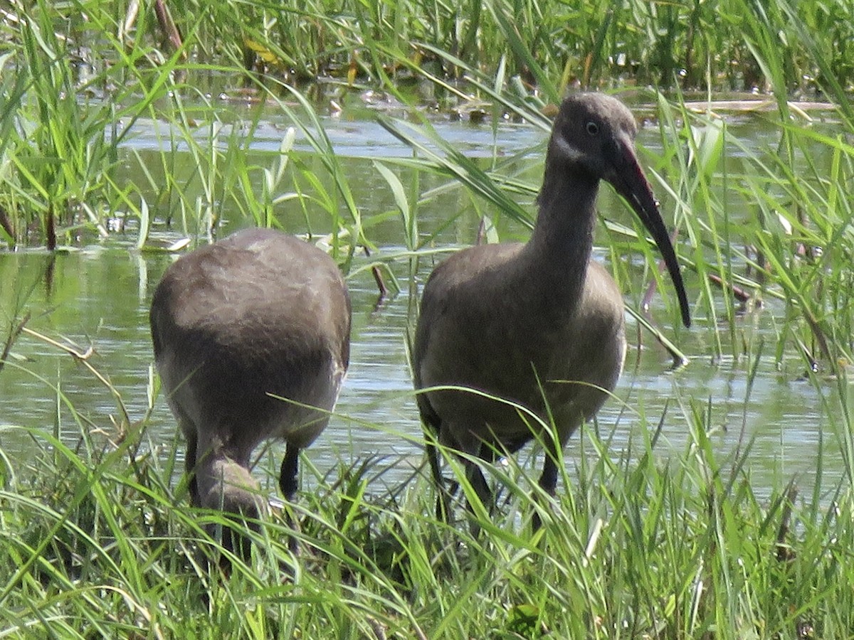 Hadada Ibis - ML645953373