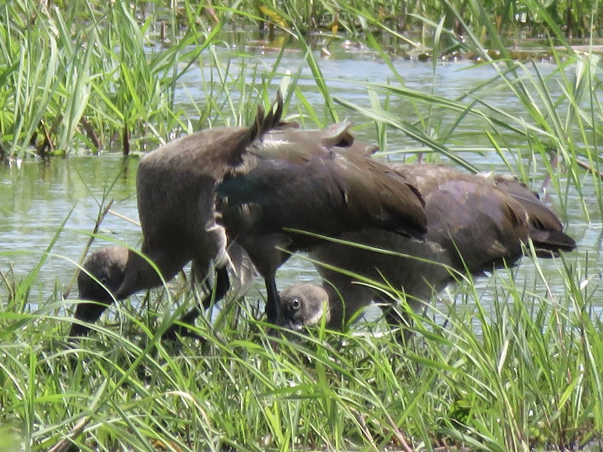 Hadada Ibis - ML645953374