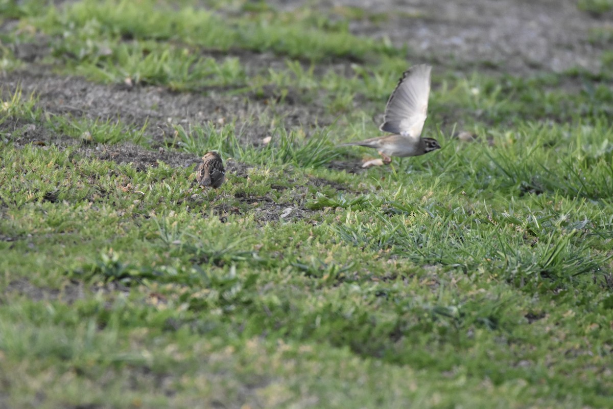 Lark Sparrow - ML645953387