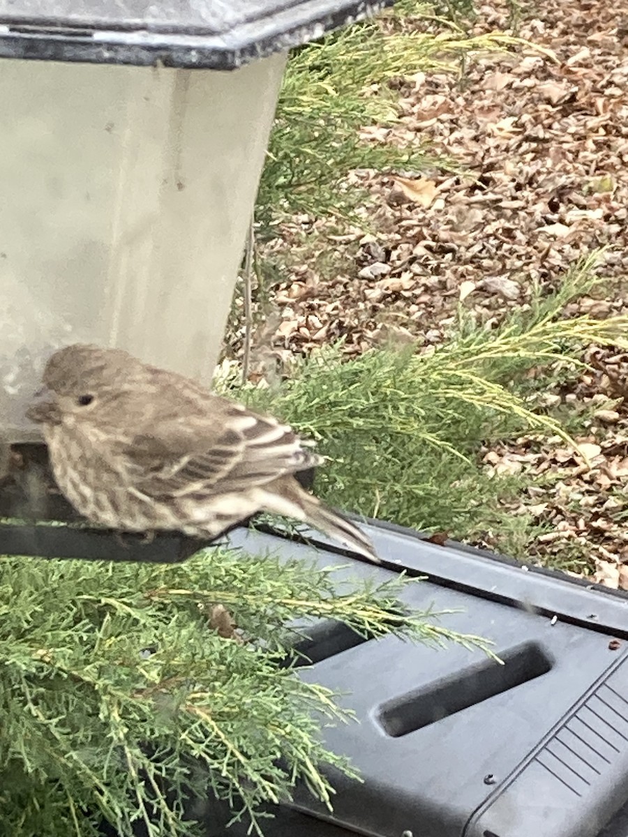 House Finch - ML645953388