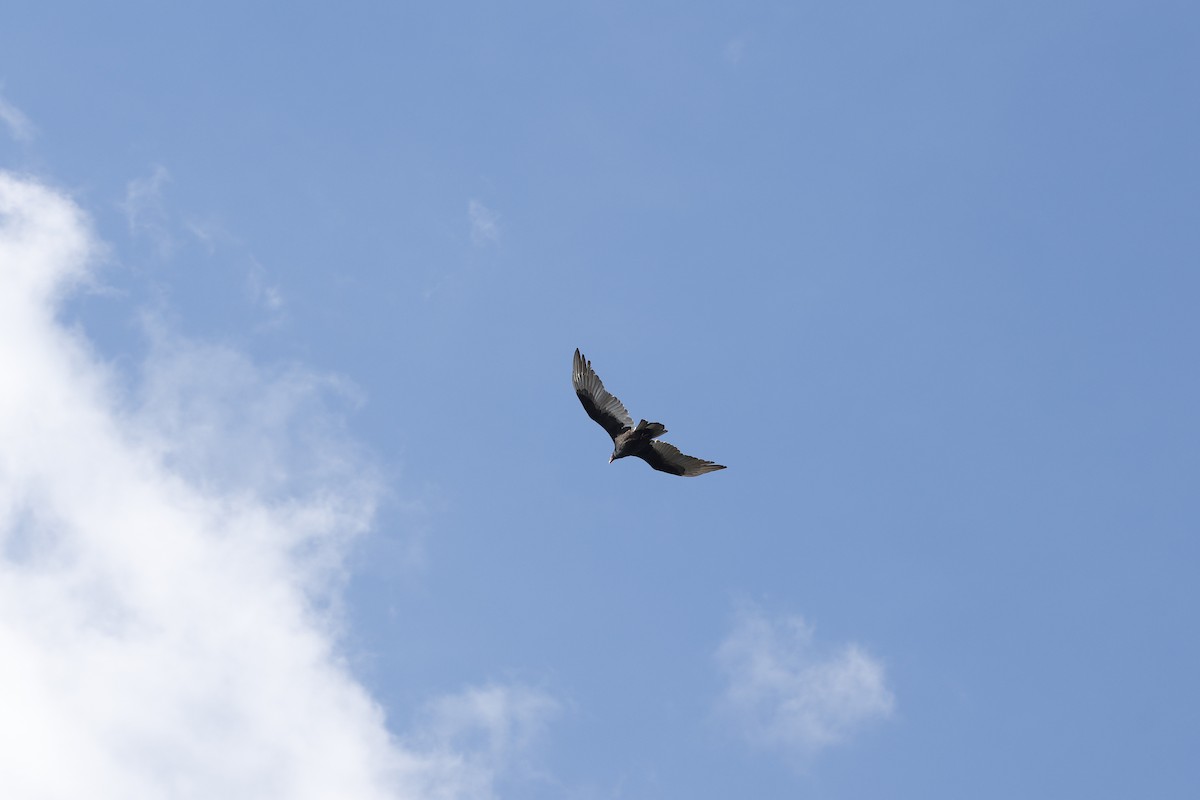 Urubu à tête rouge - ML645953391