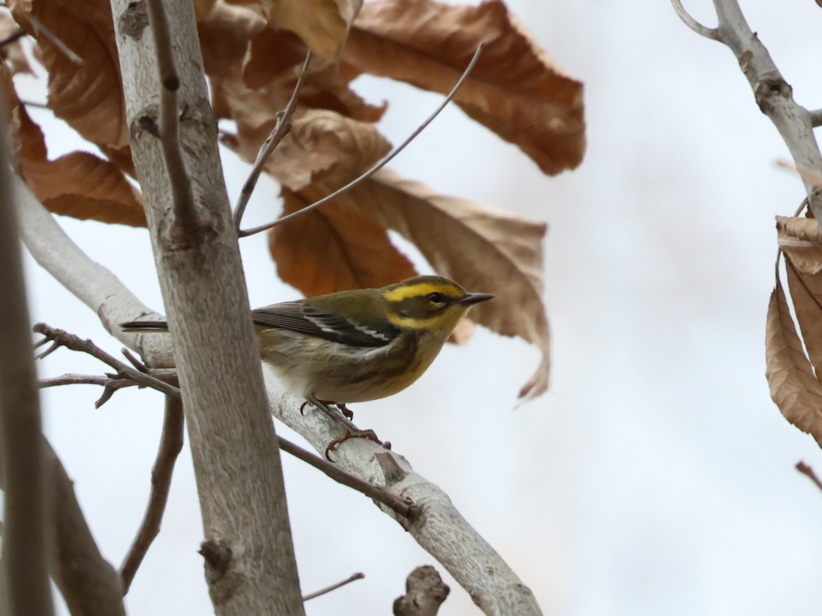 Townsend's Warbler - ML645953392