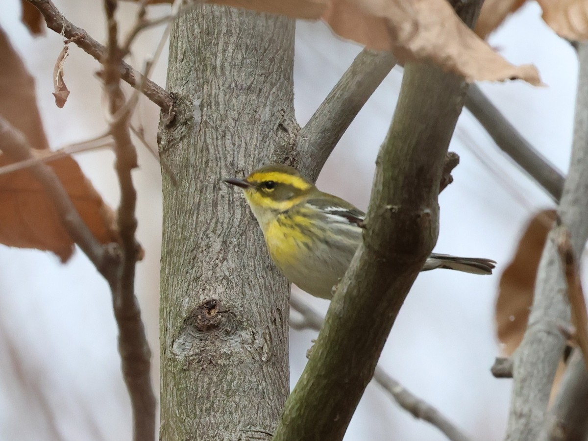 Townsend's Warbler - ML645953393