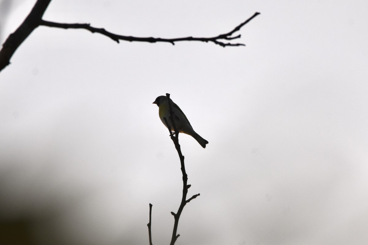 Lawrence's Goldfinch - ML645953394