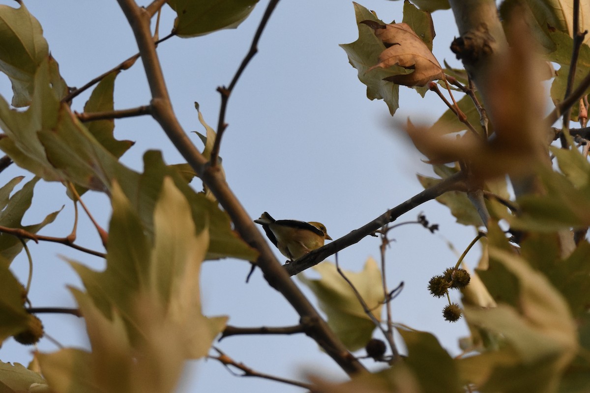 American Goldfinch - ML645953399