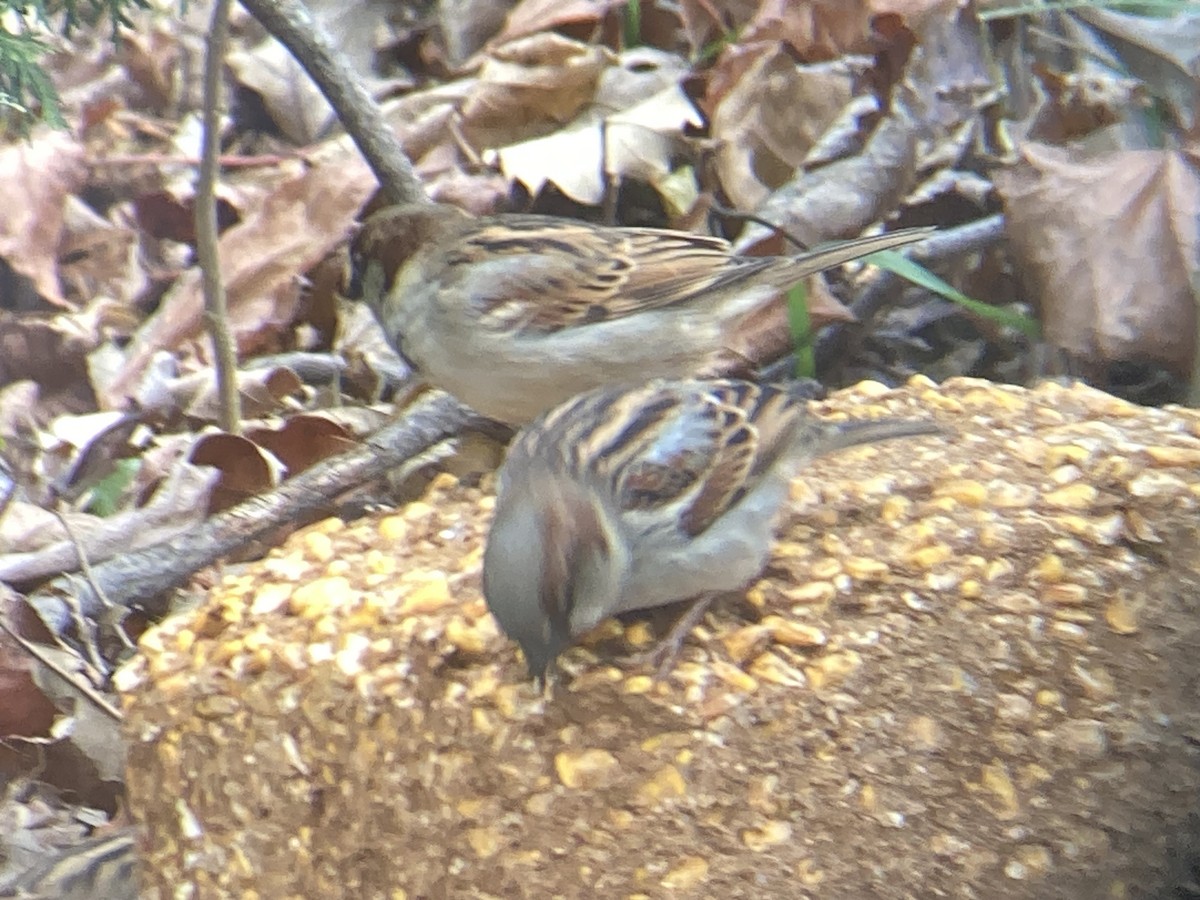 House Sparrow - ML645953400