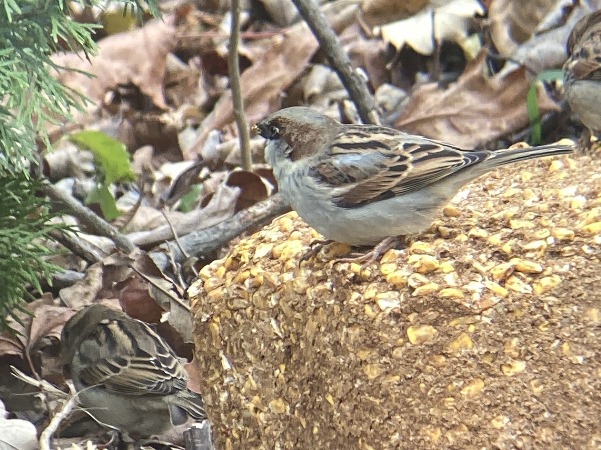 House Sparrow - ML645953401