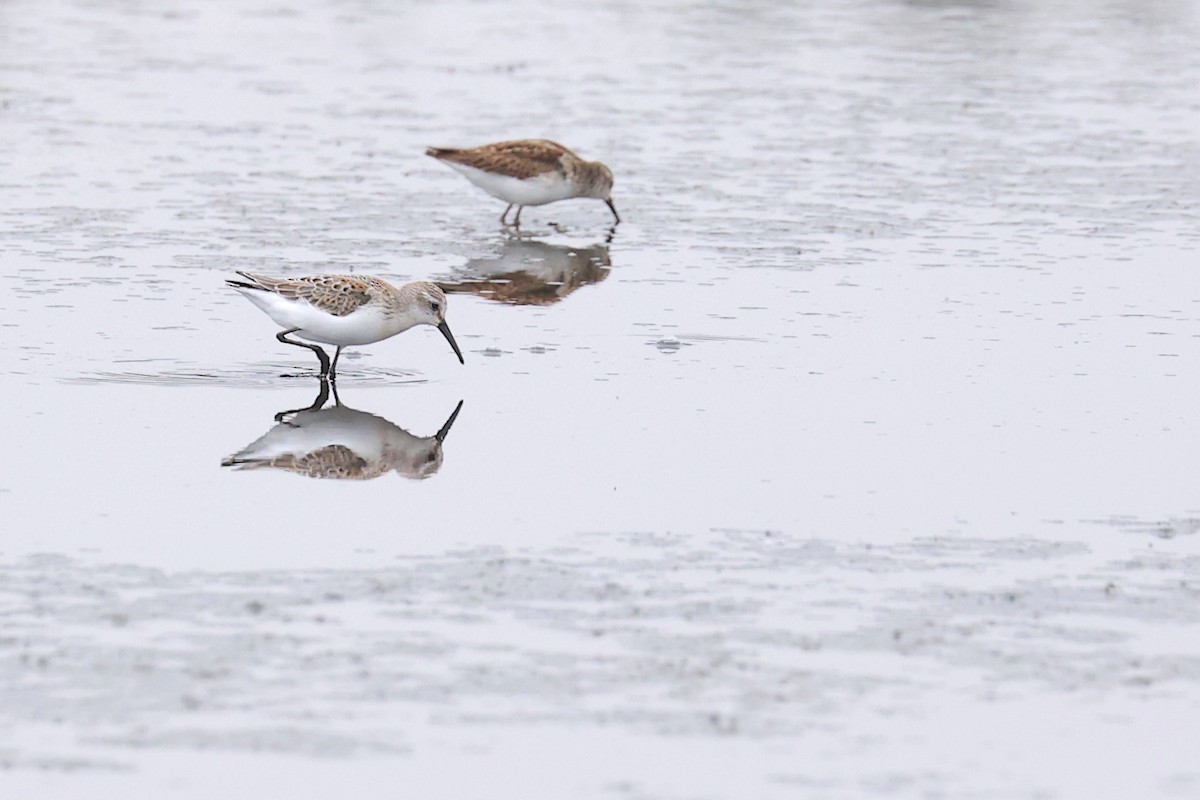 Western Sandpiper - ML645953403