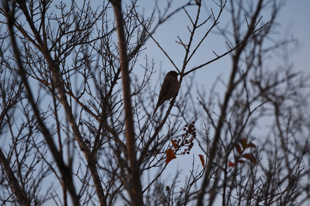 House Finch - ML645953404
