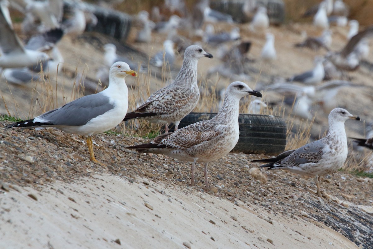 Yellow-legged Gull - ML645953408