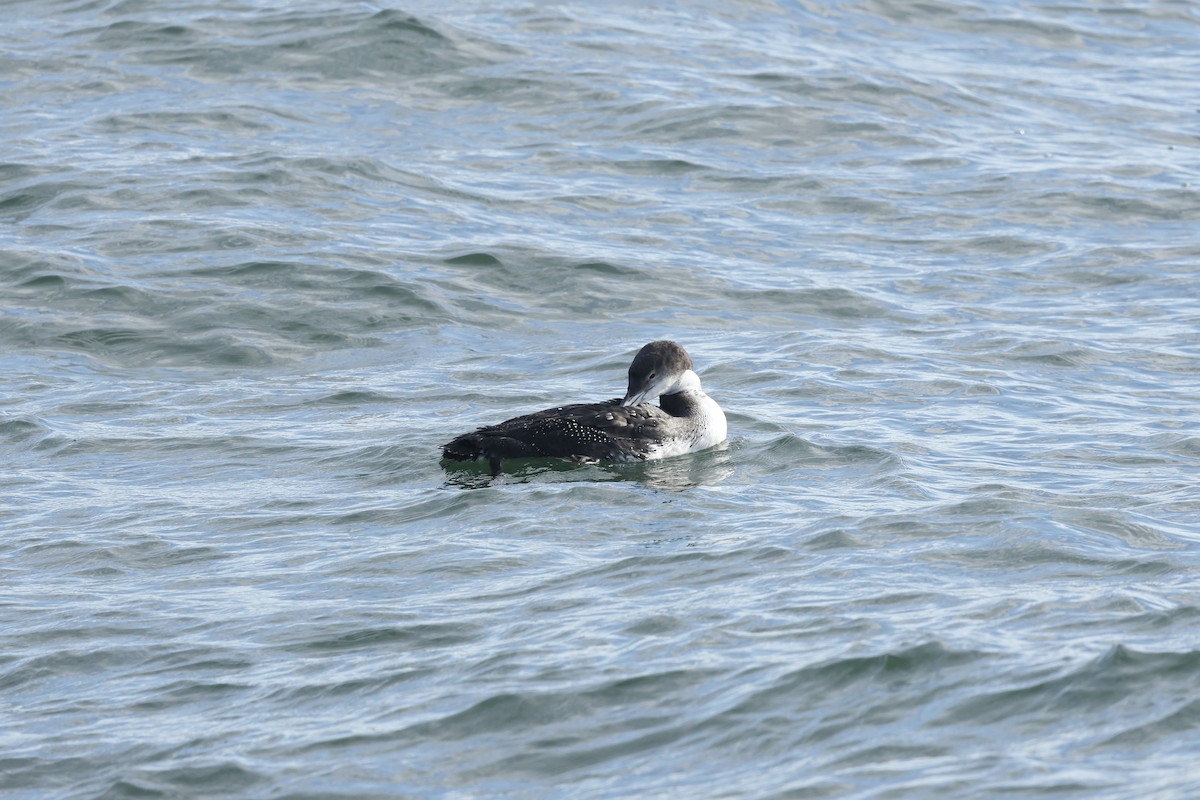 Plongeon huard - ML645953413