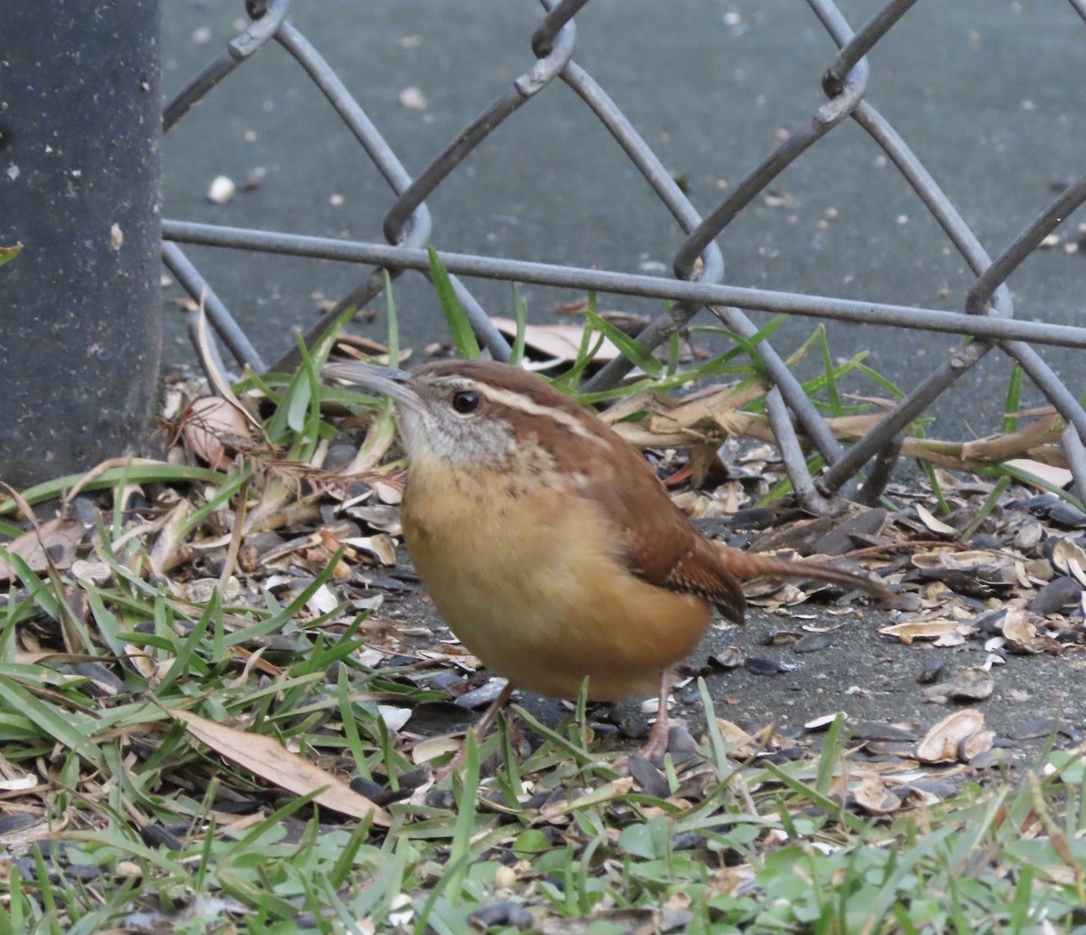 Carolina Wren - ML645953417