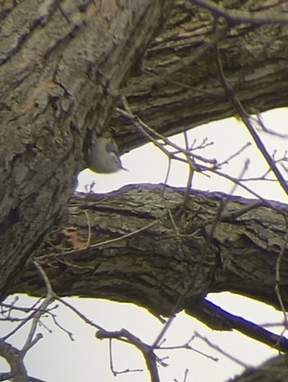 White-breasted Nuthatch - ML645953418