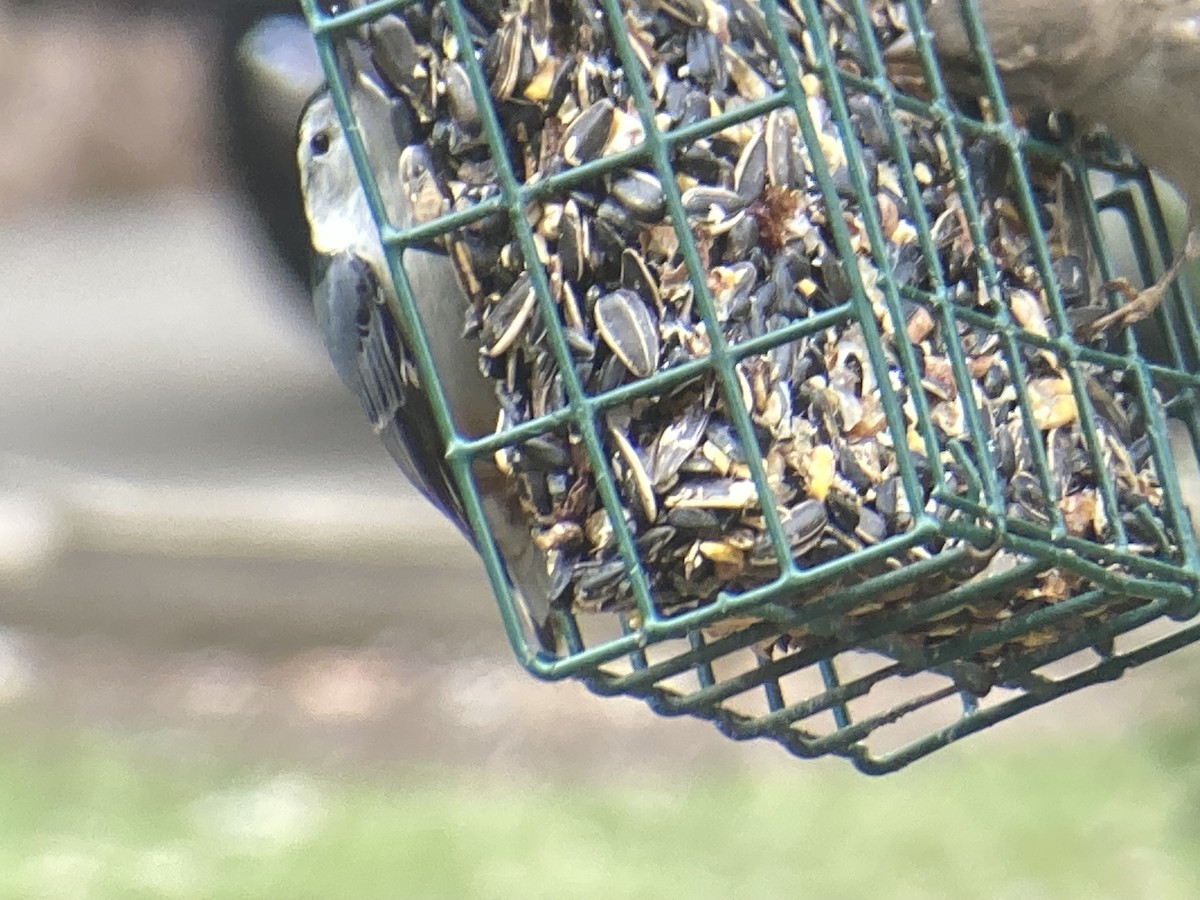 White-breasted Nuthatch - ML645953419