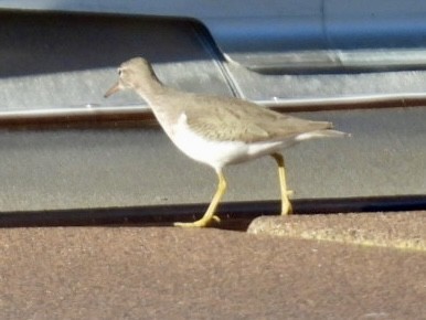 Spotted Sandpiper - ML645953424