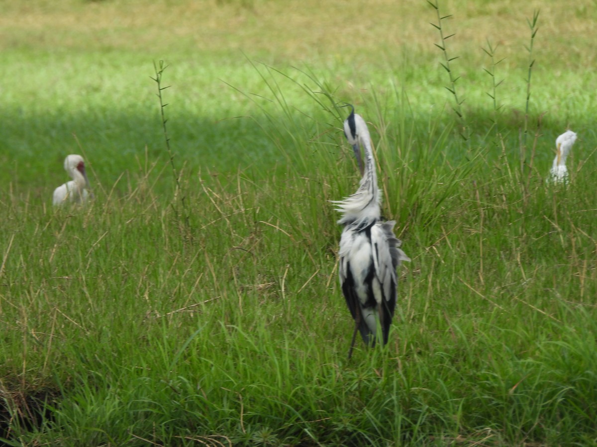 Gray Heron - ML645953426