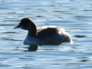 Pied-billed Grebe - ML645953427