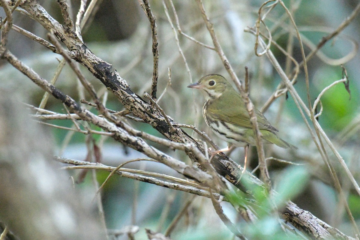 Ovenbird - ML645953428