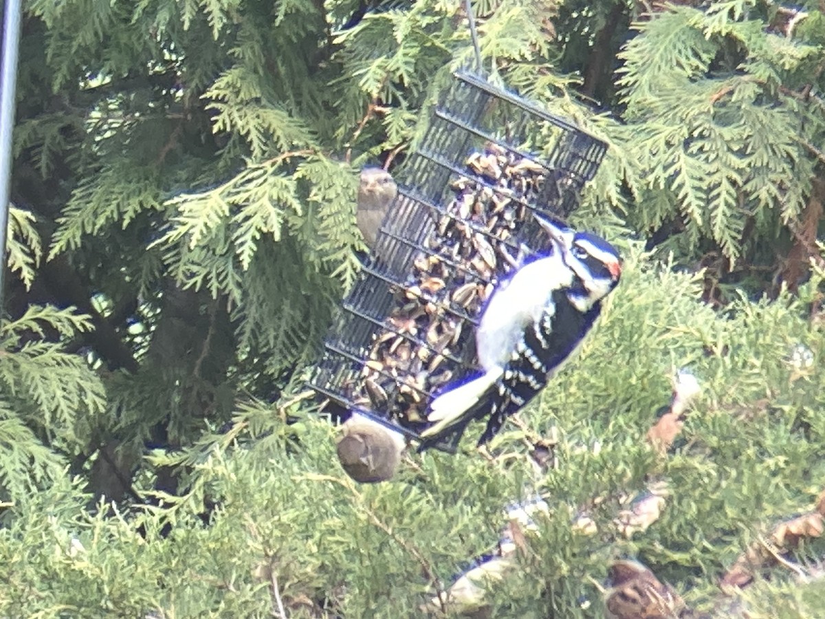 Hairy Woodpecker - ML645953429