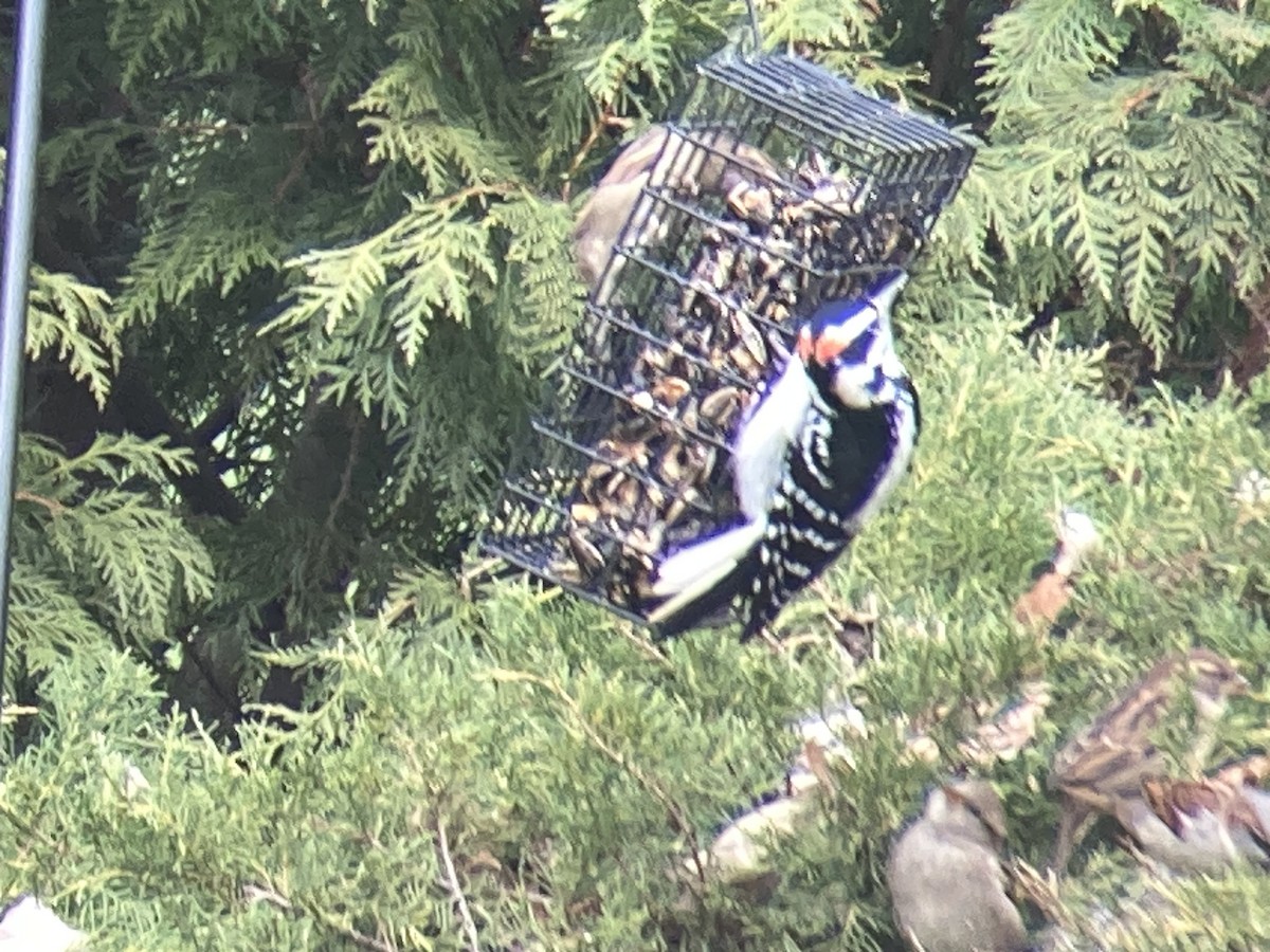Hairy Woodpecker - ML645953430