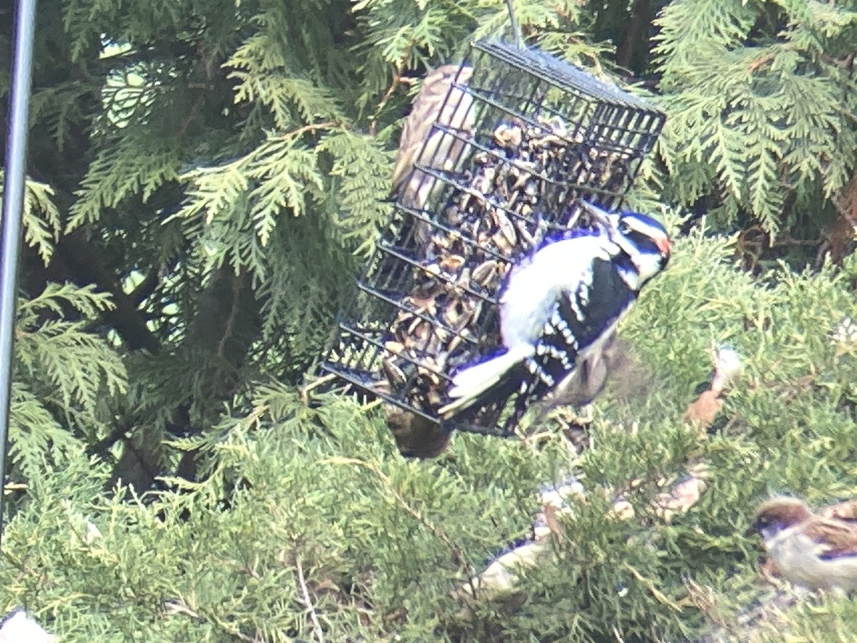 Hairy Woodpecker - ML645953431