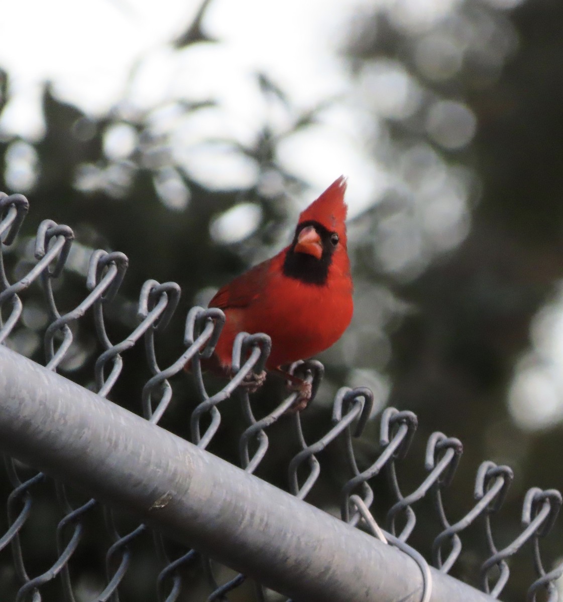 Northern Cardinal - ML645953432