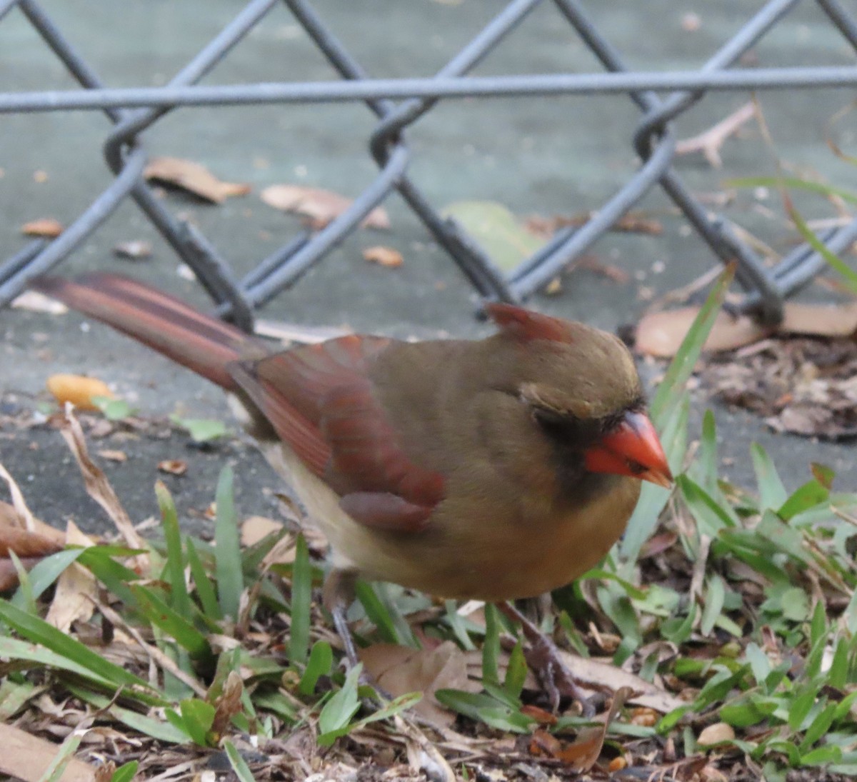 Northern Mockingbird - ML645953434