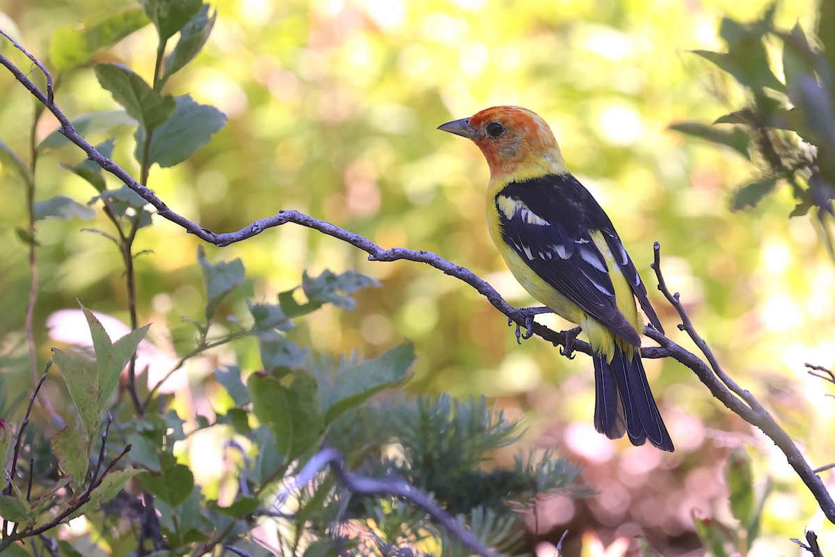 Western Tanager - ML645953437